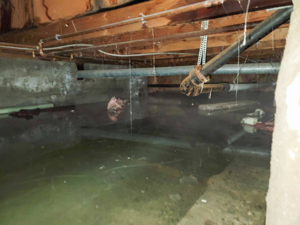 Best Basement water damage restoration  in Ly Lake, IL